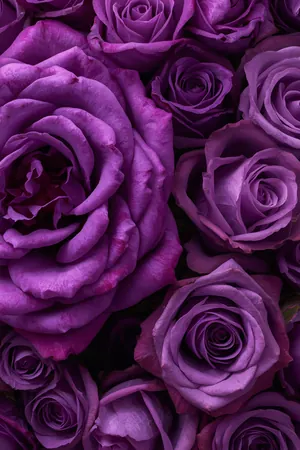 Purple Roses funeral program template