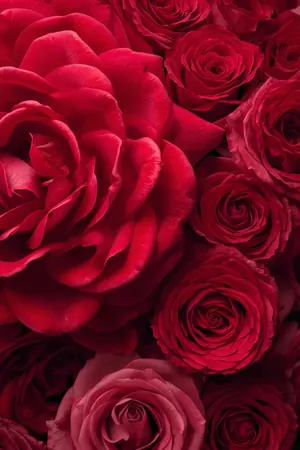 Red Roses funeral program template